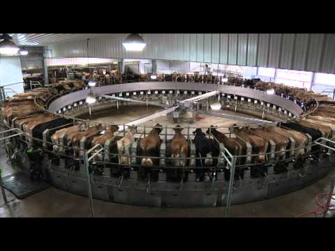 Dairies & Cows: Davisco Foods International, Inc.