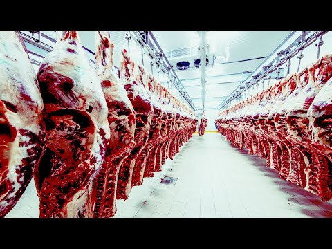 Feeding and Harvesting Beef Cattle in Missouri – Forage & Livestock Town Hall (Full Video)