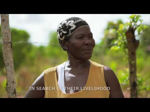 Caribé Juice Official Video