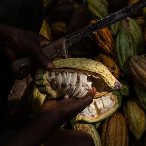 Child Labor in Cocoa: How It Mars the Chocolate Industry