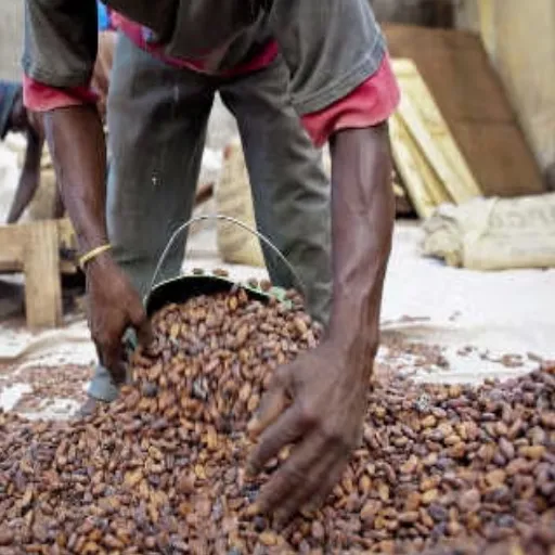Future Solutions to Tackle Child Labor in Cocoa